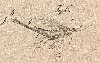 <i>Xeris</i> Genus of sawflies