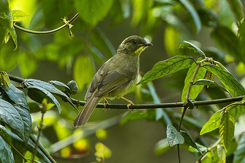 File:Yellow-whiskered Greenbul - Kenya S4E7530 (17026005516).jpg