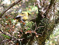 Mōhua (yellowhead)