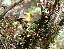 Yellowhead-Routeburn.jpg