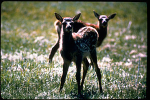 Yellowstone National Park YELL3990.jpg