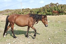 Un caballo bai Yonaguni caminando en un prado.