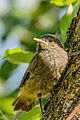 80px-Young_redstart.jpg