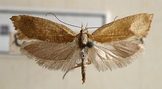 <i>Ypsolopha lucella</i> Species of moth