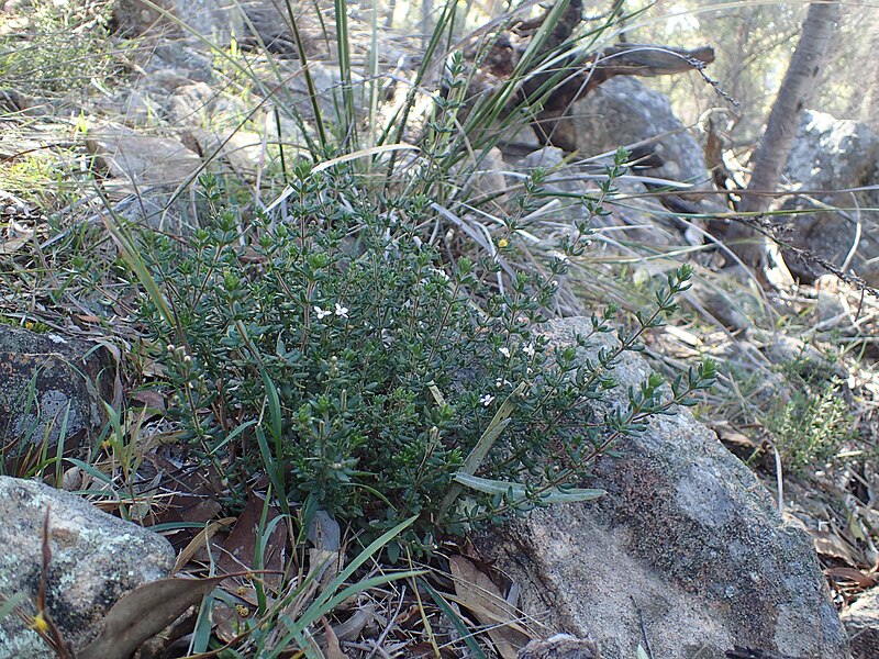 File:Zieria odorifera habit.jpg