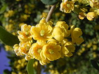 Berberis vulgaris, berberis