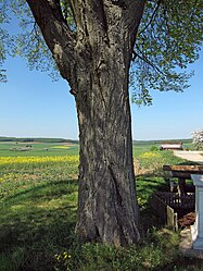 Dvě lipy na Neubaustraße poblíž Gauaschach, 1.jpg