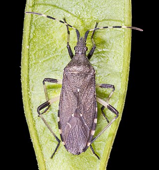 <i>Dicranocephalus</i> Genus of insects (type of true bugs)