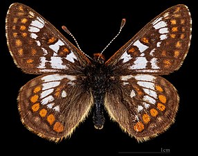 Euphydryas cynthia alpicola ♂