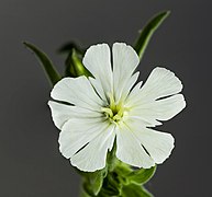 Silene latifolia (white campion)- Female flower