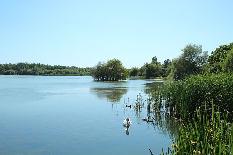 File:Étang des Noës le 4 juin 2015 - 071.jpg