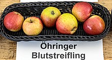 Öhringer Blutstreifling jm55056.jpg