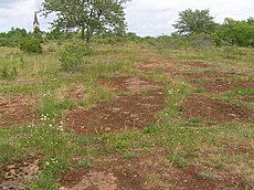 Habitat, Sweden Osterplana hed.jpg