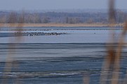 Зимуючі водоплавні птахи