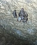 Сталактитовая пещера Нывджин лагат