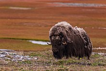 A muskox on Bolshoy Begichev Island in Laptev Sea, in the Terpey-Tumus Natural Monument, Sakha (Yakutia) Republic, Russia