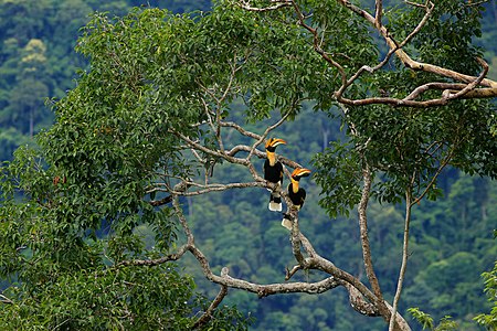 A pair of great hornbills at Khao Yai NationaL Park, by Pitchayawat