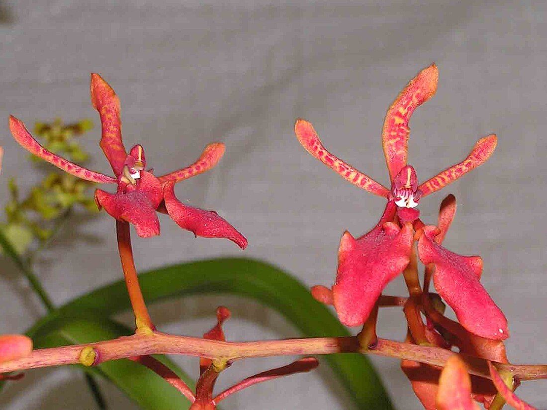 Renanthera