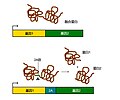 (zh)2A peptide Working Mechanism.jpg