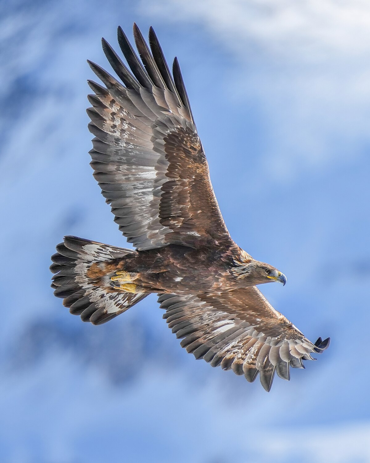 Harpy Eagle, or Royal Hawk, Spreading the Wings on the Ground