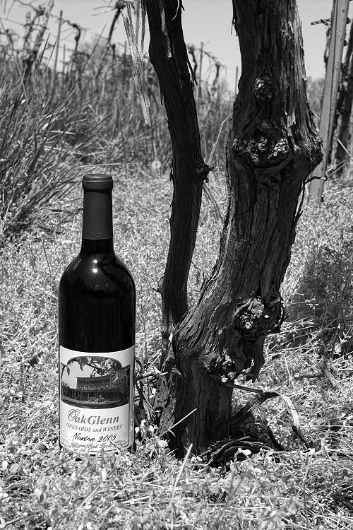 A bottle of Norton wine sits next to what is believed to be a 170-year-old Norton/Cynthiana grapevine cultivated by American wine legend George Husman