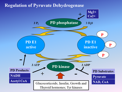 Regulacja dehydrogenazy pirogronianowej