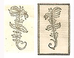 Agrimonia eupatoria. Left: Hort. Sanit., Straßburg 1497 (I, 9). Right: Reversed copy. Kleines Destillierbuch (Blatt 18r)