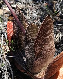 1 Voyaga etganlar uchun Gasteria Brachyphylla Zoar.jpg