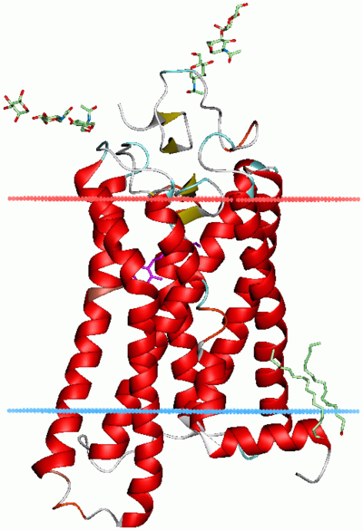 Bovine rhodopsin (PDB file 1GZM), with a bundle of seven helices crossing the membrane (membrane surfaces marked by horizontal lines)