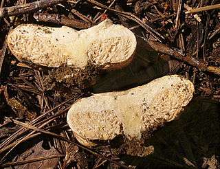 <i>Arcangeliella</i> Genus of fungi