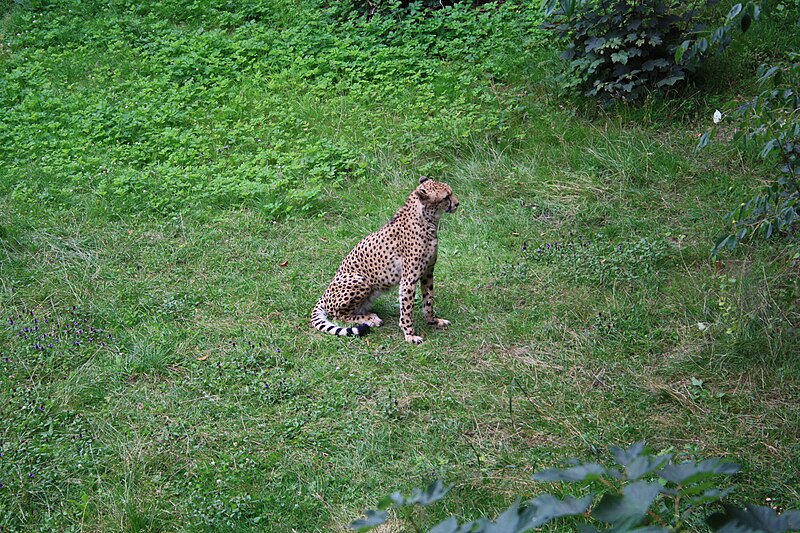 File:2012-07-13 Zoo Rostock 31.jpg