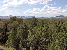 Pinyon-Juniper woodland in Elko County, Nevada 2013-07-04 15 06 01 Singleleaf Pinyon-Utah Juniper woodland along Interstate 80 east of Wells in Elko County in Nevada.jpg