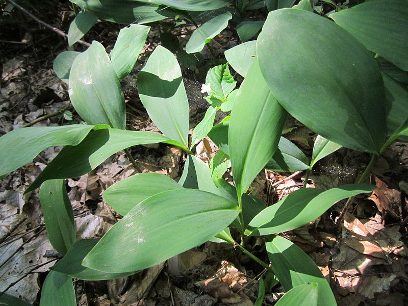 File:20130713Convallaria majalis1.jpg