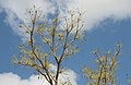 Takken van een karitéboom (Vitellaria paradoxa) waarvan de bladen totaal zijn kaalgevreten door rupsen van Cirina butyrospermi, waardoor alleen de stelen en middennerven overblijven (Koumbia, Burkina Faso, juli 2017)