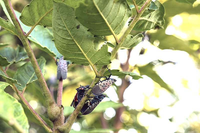 File:20180830-APHIS-LSC-0260 (29542550417).jpg