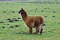 Alpaca