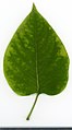 * Nomination Syringa vulgaris. Leaf adaxial side. --Knopik-som 01:31, 10 September 2021 (UTC) * Promotion  Support Good quality -- Johann Jaritz 03:01, 10 September 2021 (UTC)