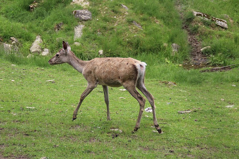 File:2021-07-08 Opel-Zoo 146.jpg