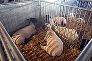 Goats at the Sheep & Goat Barn