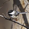 Promoted This and the accompanying photo are probably the first two decent pics that I've ever been able to take of a chickadee. The reasons for my lack of success are two-fold: first, it's difficult to get good detail from their black feathers. Second, and more important, is that I have no talent. Took me years to get these two shots and basically it was just blind luck that I had the sunlight hitting this 🐦 in the right way.