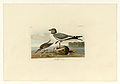 285. Fork-tailed Gull