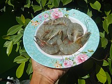 2884Whiteleg shrimp in the Philippines textures 04.jpg