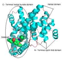 This caption uses trivial wording.
Please improve this article if you can. (July 2017)
Figure 4. 3D of sildenafil in PDE5 3D.Sild.2.png