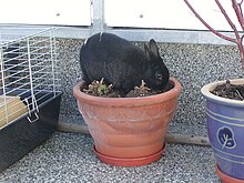 A black rabbit.jpg