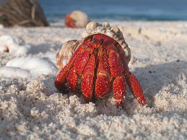 A hermit crab emerges from its shell, Coenobita perlatus