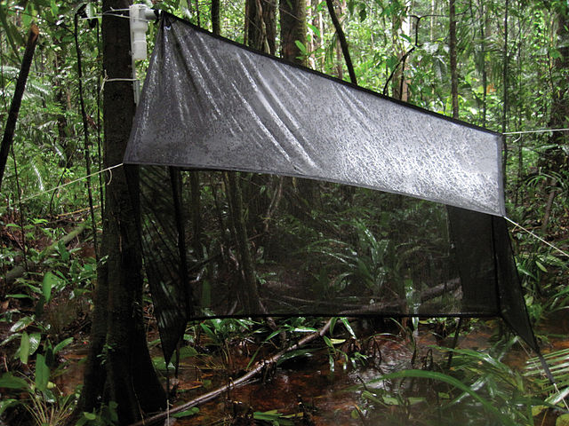 Un piège Malaise en forêt en Guyane