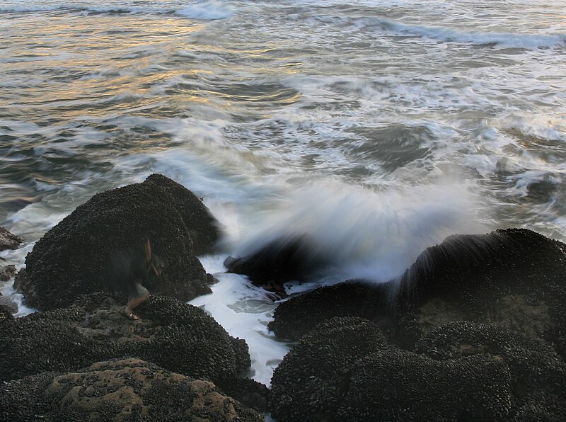 File:A photographer between waves and mussels 4.jpg