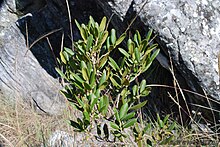 Abrahamia buxifolia.jpg