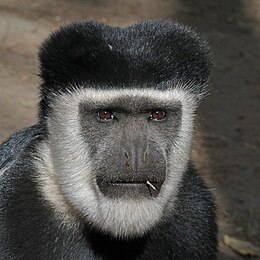 Abyssinian black-and-white colobus (Colobus guereza guereza) male head.jpg