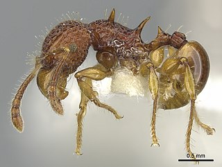 <i>Acanthomyrmex careoscrobis</i> Species of ant found in Indonesia